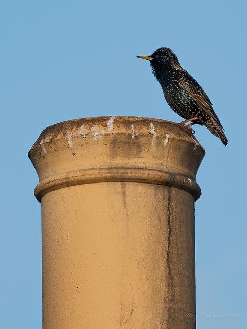 Starling