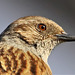Beauty that is the Dunnock