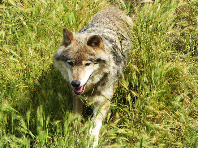 Loups en LOZERE (3)