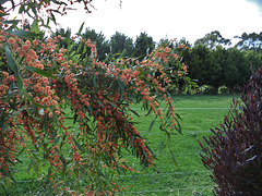 gorgeous red wattle