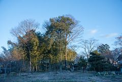 Grove of the shrine