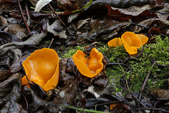 Orange Peel Fungus