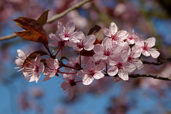 Mon prunus en fleurs