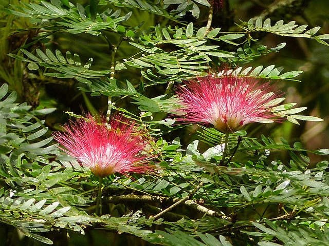 Powder Puff plant / Calliandra, Asa Wright