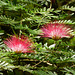 Powder Puff plant / Calliandra, Asa Wright