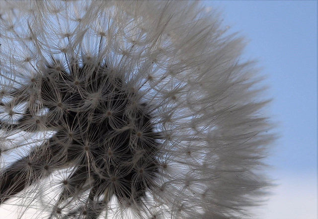 Pusteblume  (MM2.0)