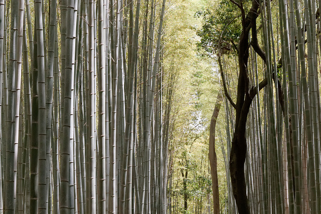 La forêt de bambous (4)