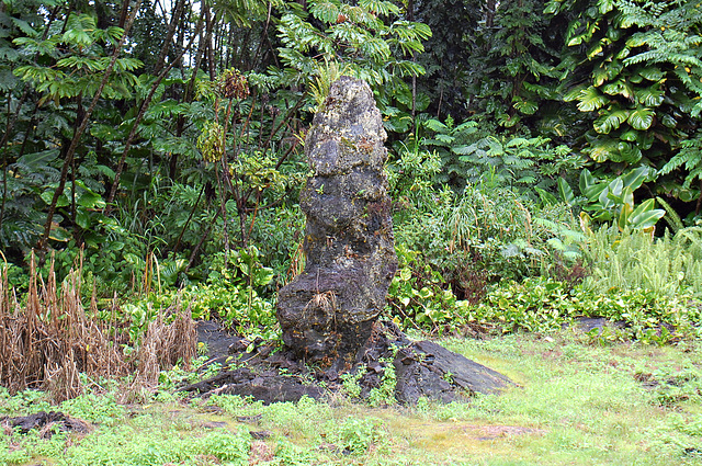 Lava tree