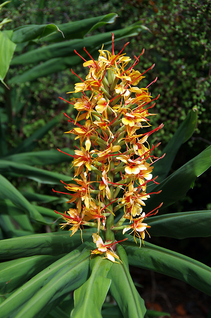 Ginger lily