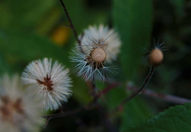 A Bit Of Fluff!