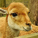 20220422 0581CPw [D~HF] Vikunja (Vicugna vicugna), Tierpark Herford