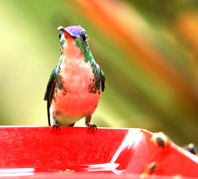 IMG 9216Hummingbird