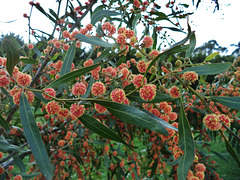 gorgeous red wattle