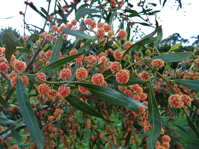 gorgeous red wattle