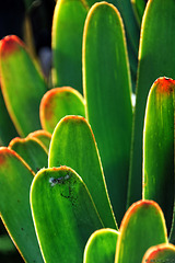 Sukkulenten im Jardim Botânico da Madeira (© Buelipix)