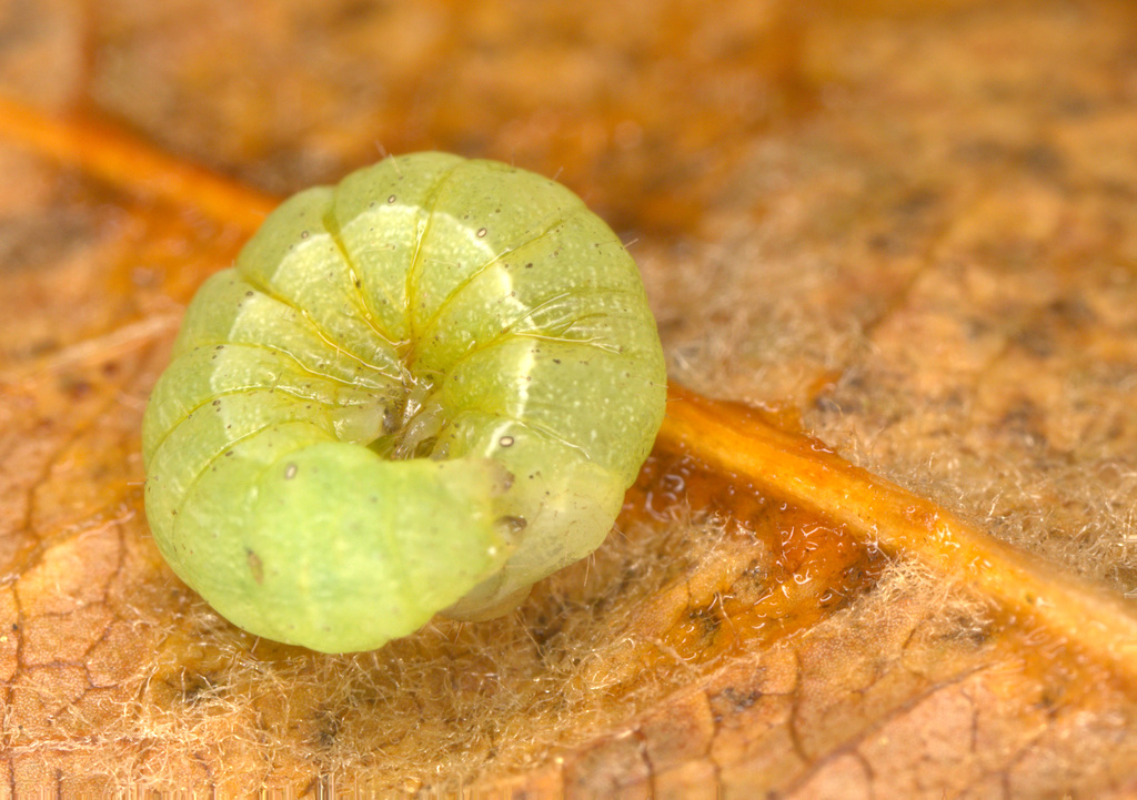 EF7A0035Caterpillar