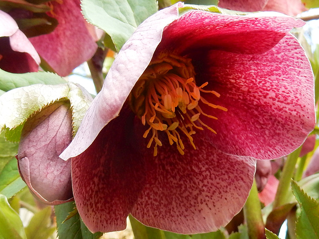 105 Helleborus - Schneerose