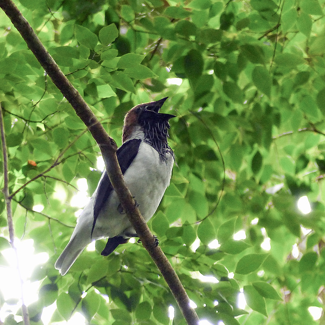 Bearded Bellbird / Procnias averano, Asa Wright, Trinidad