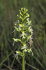 Platanthera lacera (Ragged Fringed orchid)