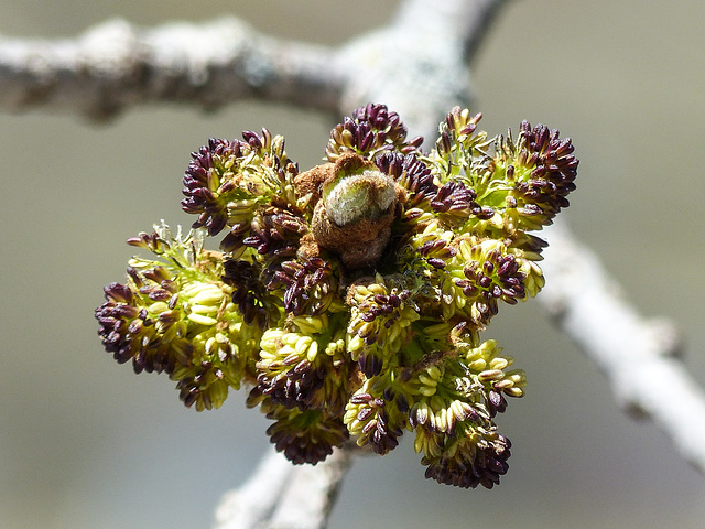 Day 12, the arrival of spring (2018), Cap Tormente