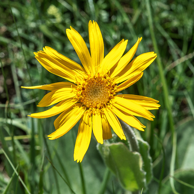 Arnica montana