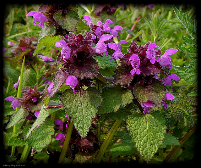 Red Dead Nettle