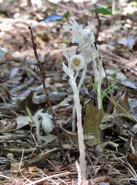 Indian pipe flowers - Monotropa uniflora