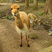 20220422 0582CPw [D~HF] Vikunja (Vicugna vicugna), Tierpark Herford