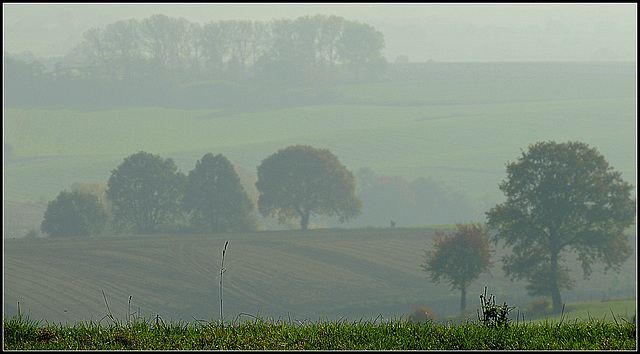 Autumn  mist