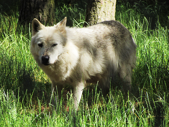 Loups en LOZERE (5)