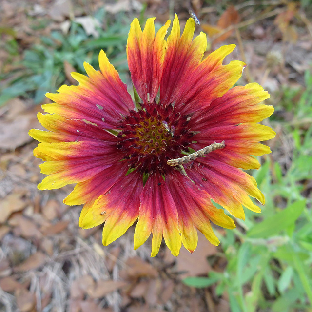 One of the last flowers of autumn