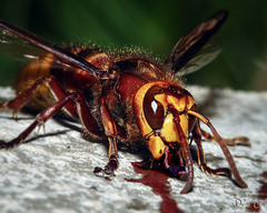 Study Of A Hornet - Feeding