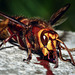 Study Of A Hornet - Feeding