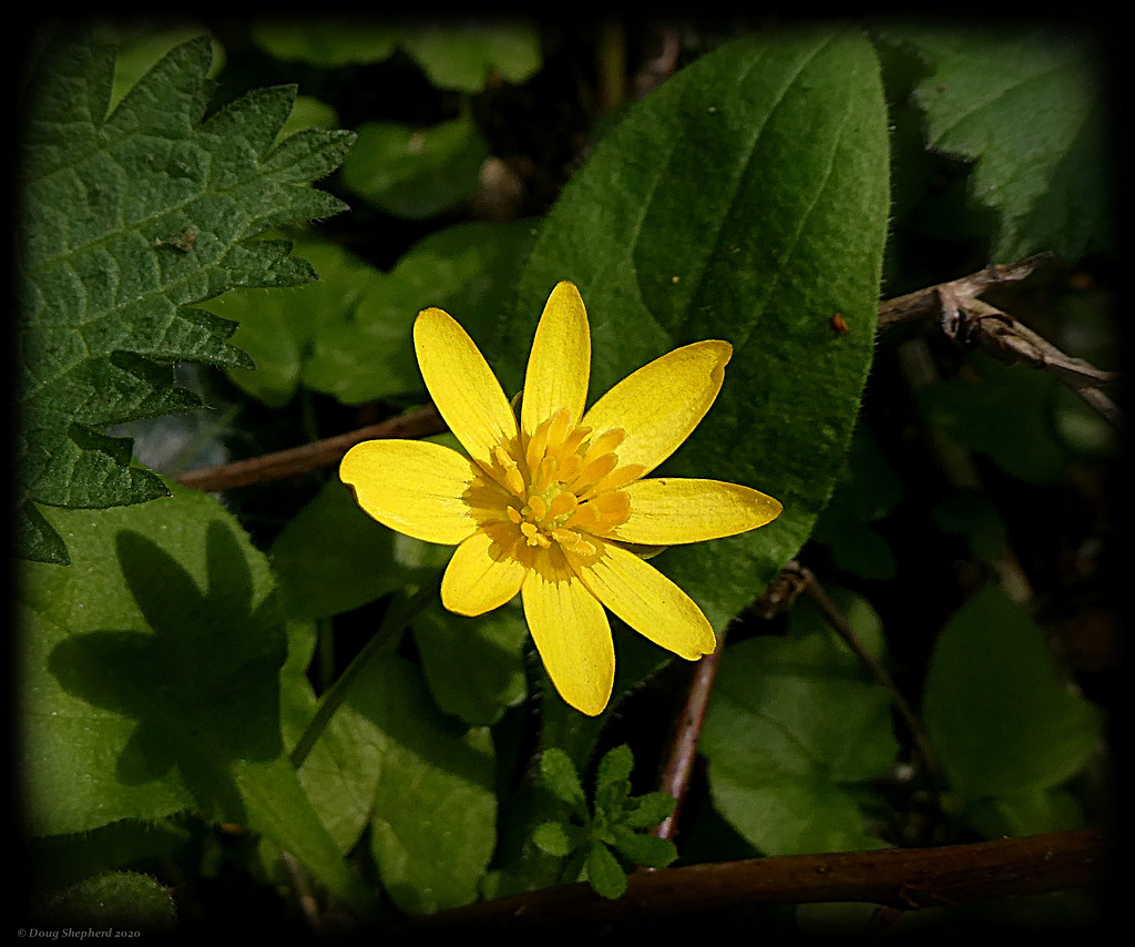 Lesser Celandine or Pilewort