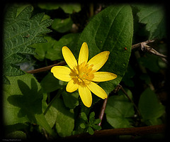 Lesser Celandine or Pilewort