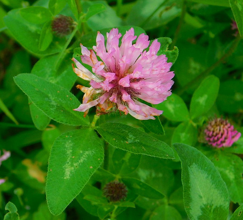 Petite fleur des champs******Trèfle*******