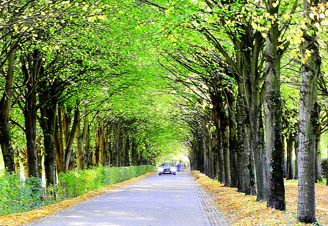 Oncoming traffic from the golfcourse