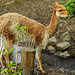 20220422 0583CPw [D~HF] Vikunja (Vicugna vicugna), Tierpark Herford