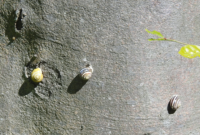 Bänderschnecken auf Buche