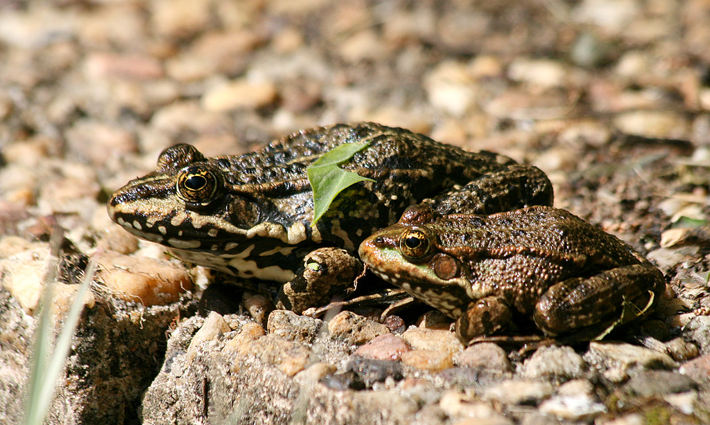 Maman et junior
