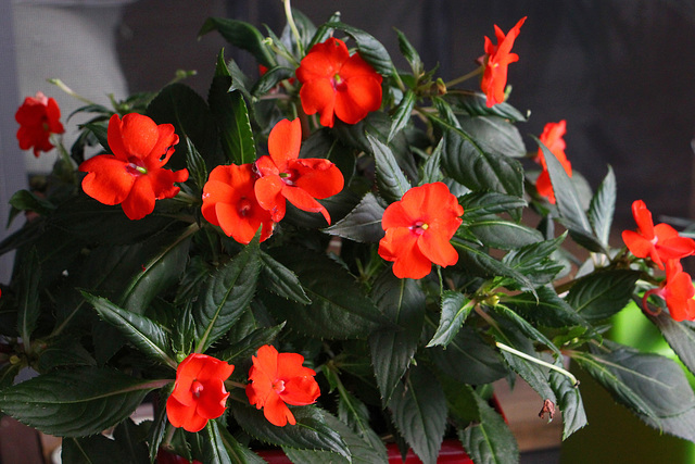 133/365 2025 Impatiens