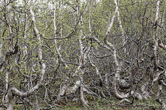 Unterwegs in Westschweden: Vildmarksvägen