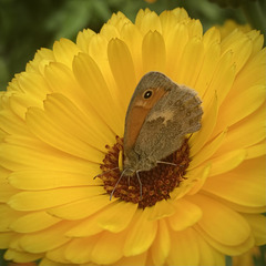 Schönen SONNTAG !!!!