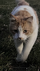 Year of The Cat! Year of The Cat!