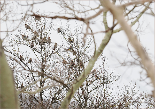 A rhapsody of waxwings