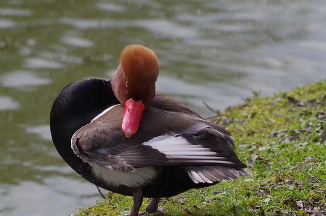 nette rousse à la toilette