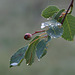 Black Hawthorn