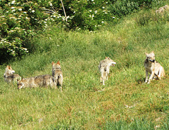 Loups en LOZERE (6)