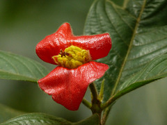 Hot Lips / Psychotria poeppigiana, Asa Wright Nature Centre, Trinidad