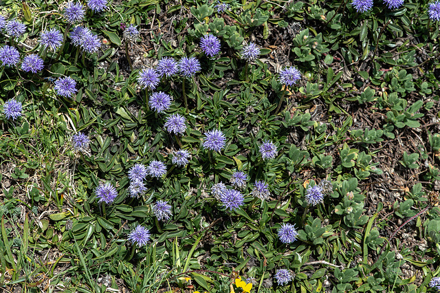 Globularia cordifolia